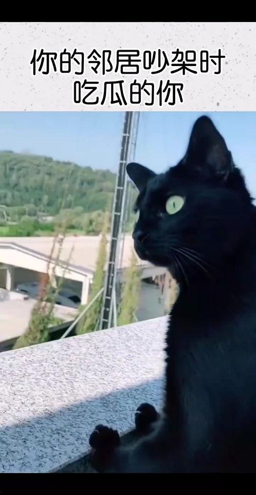 吵架吃瓜搞笑,笑料百出！一场欢乐的“口水战”