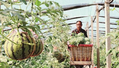 韩城黄河滩吃瓜事件,引发网友热议