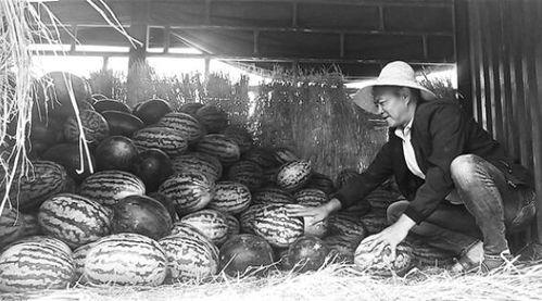 广德吃瓜群众事件,网络舆论下的社会现象解析