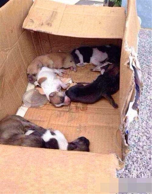 杭州小母狗吃瓜,宠物界的“八卦风云”