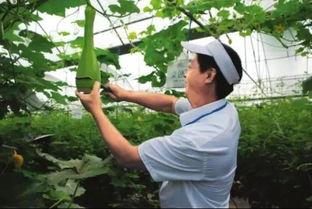 吃砍瓜的视频,探秘砍瓜视频的魅力