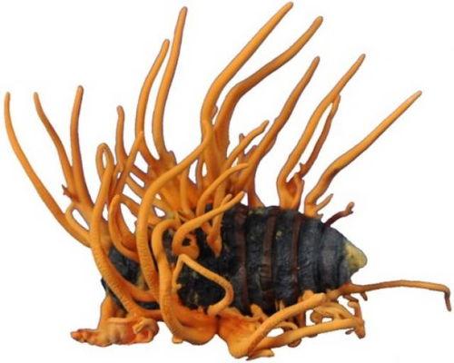 带你吃瓜冬虫夏草图片,带你领略“吃瓜”背后的养生奥秘