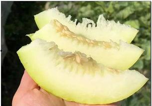 中国南航吃瓜,揭秘航班服务争议背后的真相