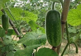 山林崩瓜怎么吃,山林崩瓜的多样食法探索