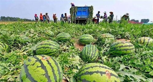 吃瓜自己吃少别人吃多,自己吃少，他人吃多，共享美味新风尚