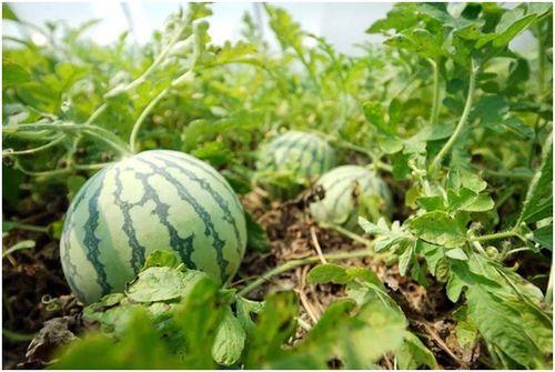 新乐田小姐吃瓜,揭秘娱乐圈吃瓜背后的故事