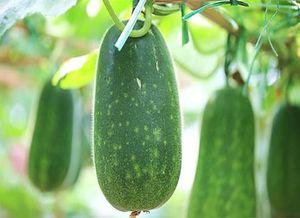 谁也不能阻止吃瓜