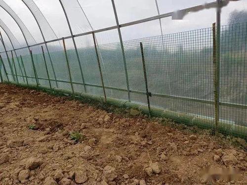 吃瓜体育生围栏