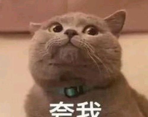 吃瓜猫 表情包,趣味横生的网络文化现象