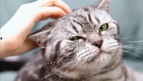 吃瓜小猪棒棒哒